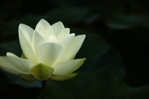 zhisheng deng l3ahr2lPNxk unsplash 1 Coaching, Mentaltraining, Aargau, Wohlen