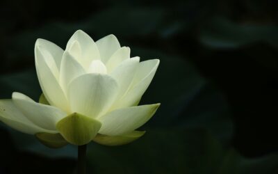 Die andere Seite des Lichts – warum deine dunkle Phase heilig ist